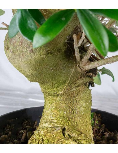 Olivo esemplare 14 anni