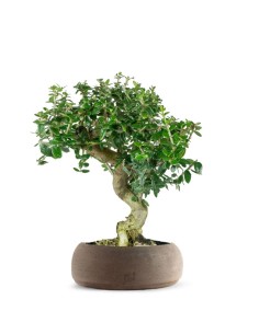 Olivastro esemplare 2. 10 anni