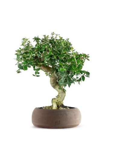 Olivastro esemplare 2. 10 anni