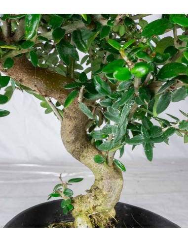 Olivastro esemplare 2. 10 anni