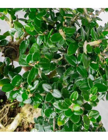 Olivastro esemplare 2. 10 anni