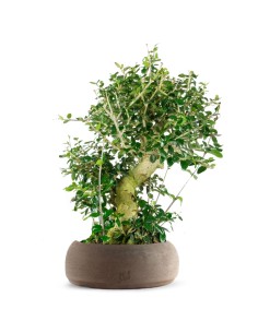 Olivo Europeo Esemplare 2....