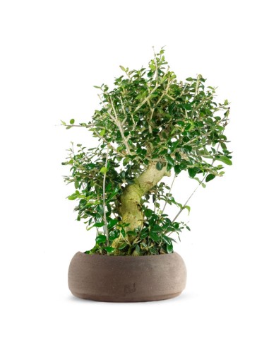 Olivastro Esemplare 2. 12 anni