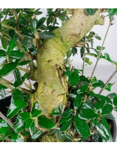 Olivo Europeo Esemplare 2.... 2