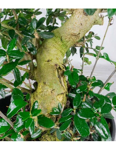 Olivastro Esemplare 2. 12 anni