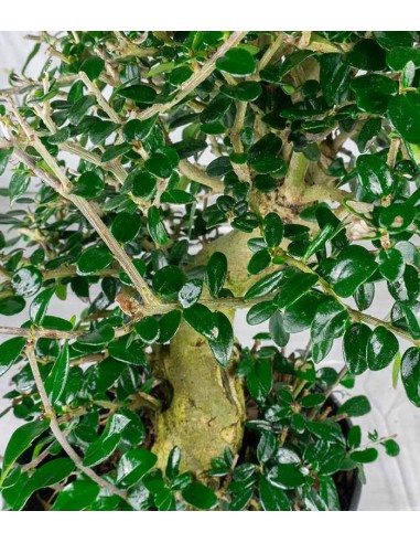 Olivo Europeo Esemplare 2. 12 anni