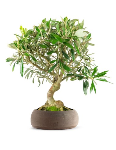 Olivo esemplare 10 anni