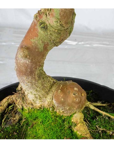 Olivo esemplare 10 anni