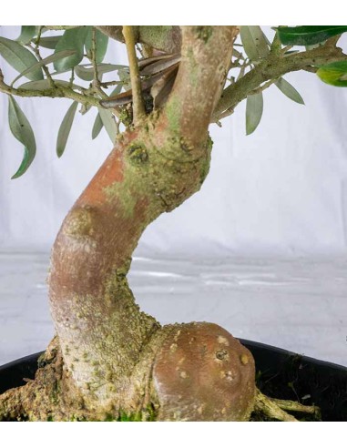 Olivo esemplare 10 anni