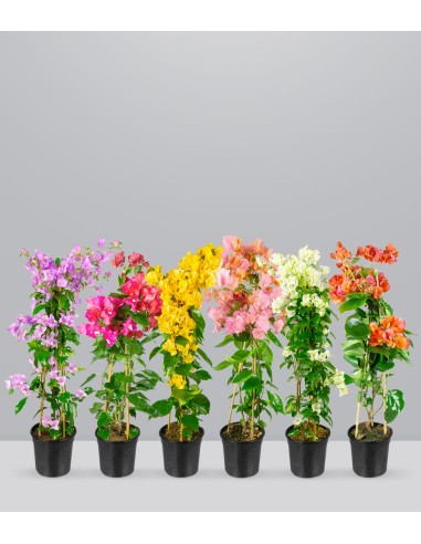 Bougainvillea colorate