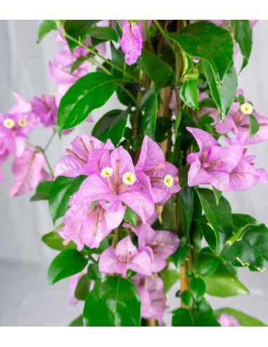 Bougainvillea pianta in vaso