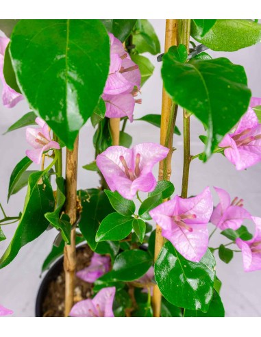 Bougainvillea colorate
