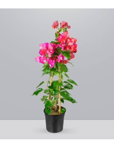 Bougainvillea colorate