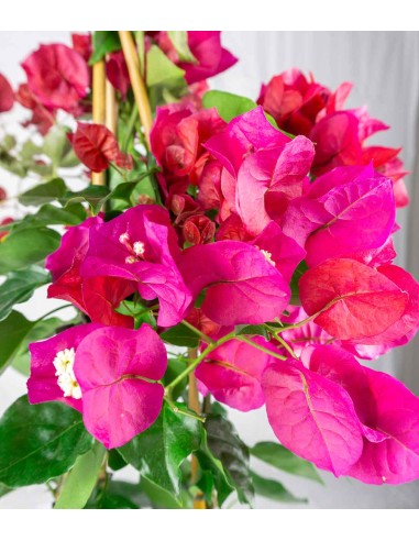 Bougainvillea colorate