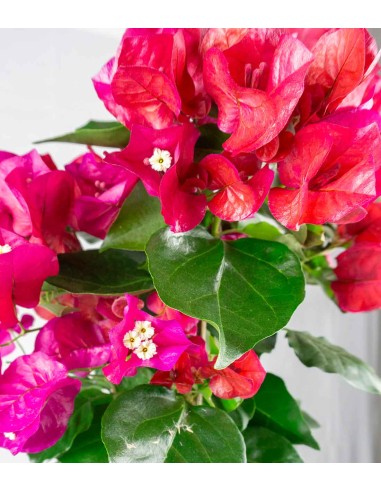 Bougainvillea colorate