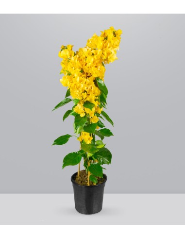 Bougainvillea pianta in vaso