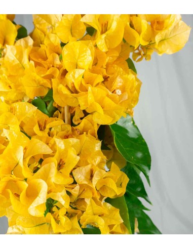 Bougainvillea pianta in vaso