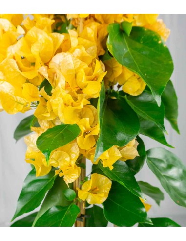 Bougainvillea pianta in vaso