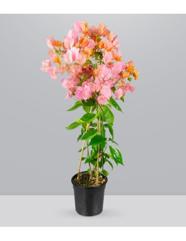 Bougainvillea pianta in vaso