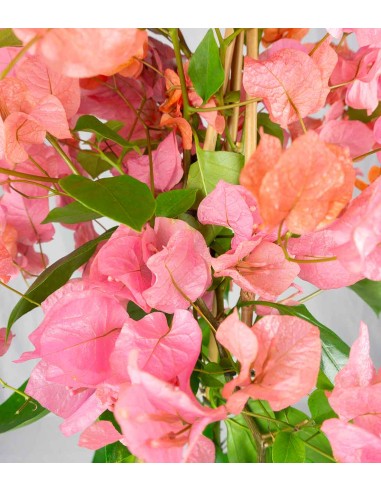Bougainvillea colorate