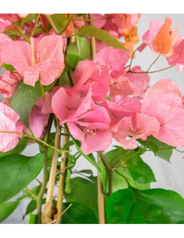Bougainvillea pianta in vaso