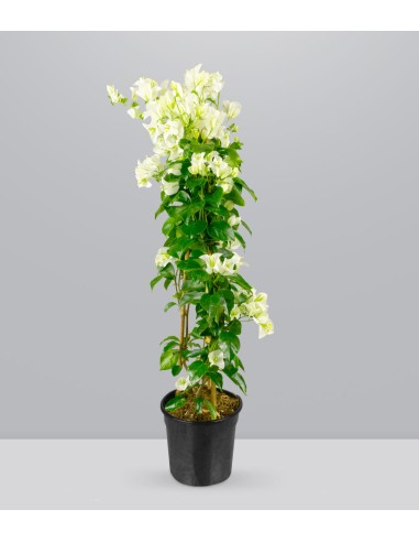 Bougainvillea colorate