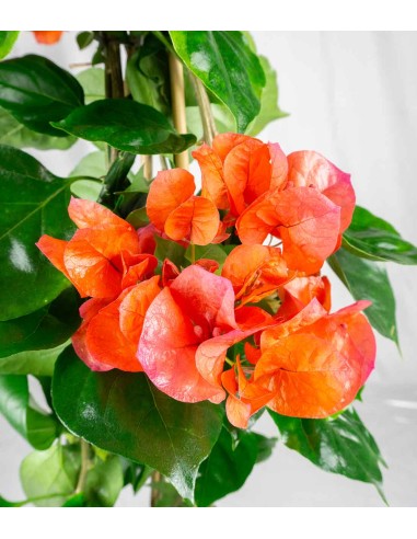 Bougainvillea colorate