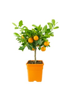 Calamondino alberello