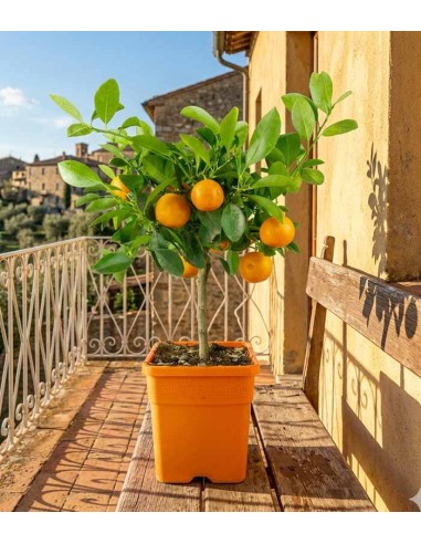Calamondino alberello