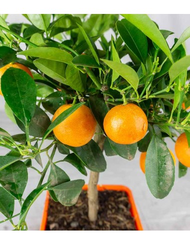 Calamondino alberello