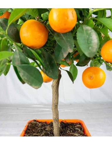 Calamondino alberello