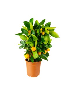 Calamondino spalliera
