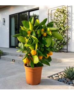 Calamondino spalliera 2