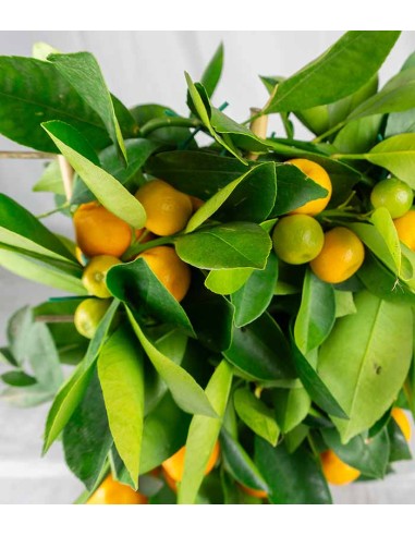 Limone calamondino spalliera