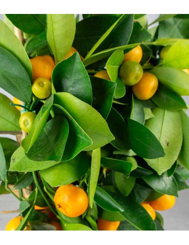 Calamondino spalliera