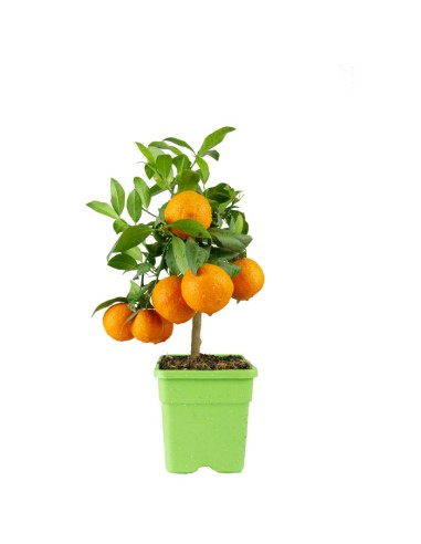 Pianta di limetta Rossa