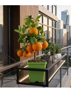 Pianta di limetta Rossa 2