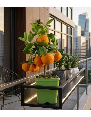 Pianta di limetta Rossa