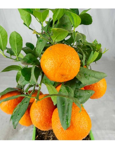 Pianta di limetta Rossa