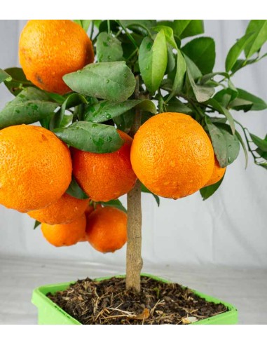 Pianta di limetta Rossa