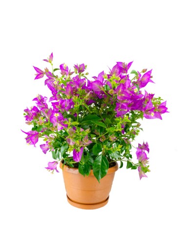 Bougainvillea glabra a cespuglio