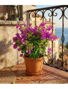 Bougainvillea glabra a... 2