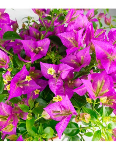 Bougainvillea glabra a cespuglio