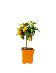 Kumquat alberello