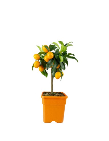 Kumquat alberello 45 cm
