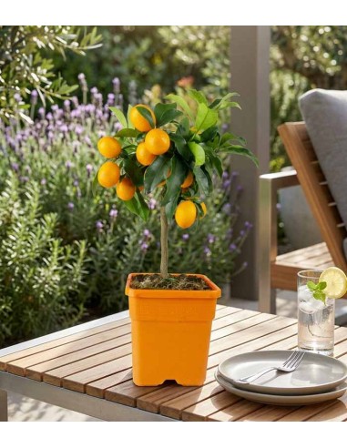 Kumquat alberello