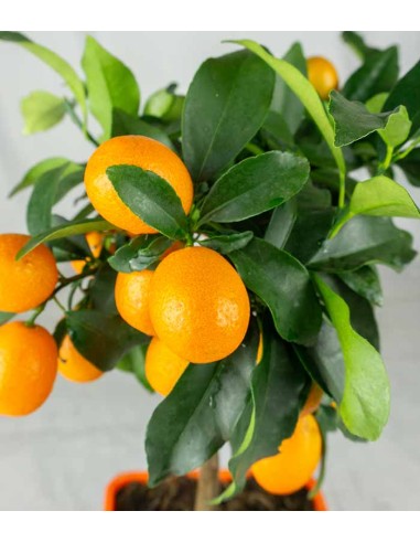 Kumquat alberello