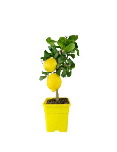Pianta di Limone alberello