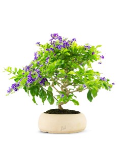 Duranta Bonsai 9 anni