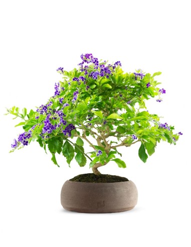 Duranta Bonsai 9 anni